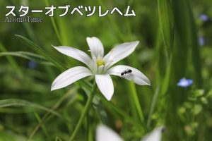 スターオブベツレヘム
