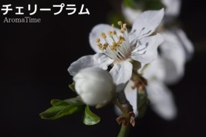 チェリープラム