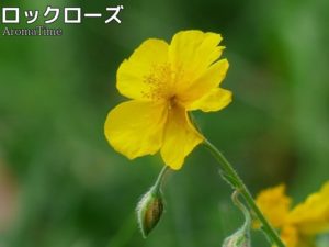 ロックローズ
