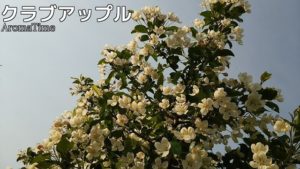 クラブアップル