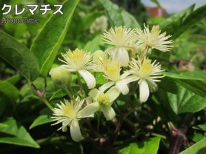 クレマチス