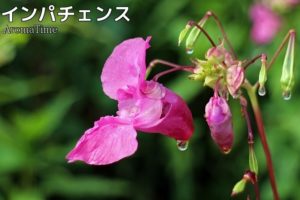 インパチェンス