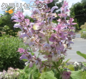 クラリセージ