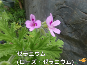 ゼラニウム