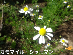 カモマイル・ジャーマン