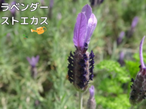 ラベンダーストエカス