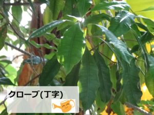 クローブ