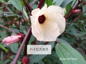 ハイビスカス