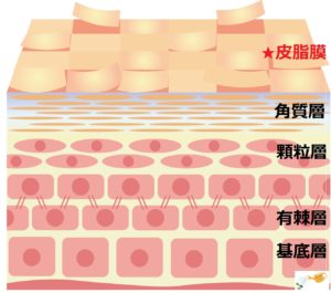 皮膚の構造