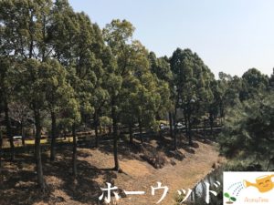 ホーウッド精油