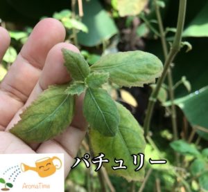 パチュリー