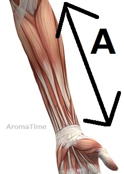 筋肉腕