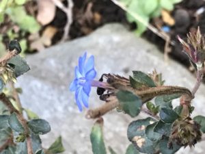 セラトー