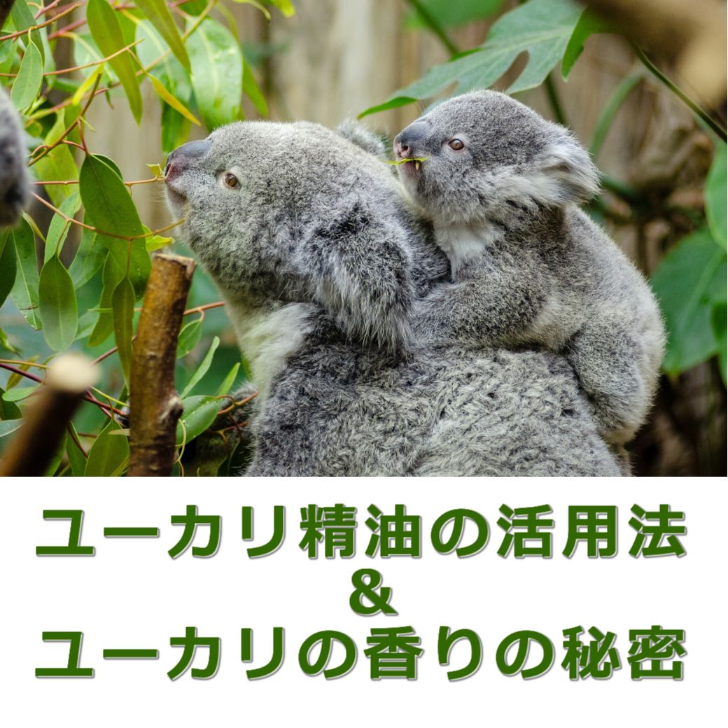 ユーカリ精油の活用法&香りの秘密