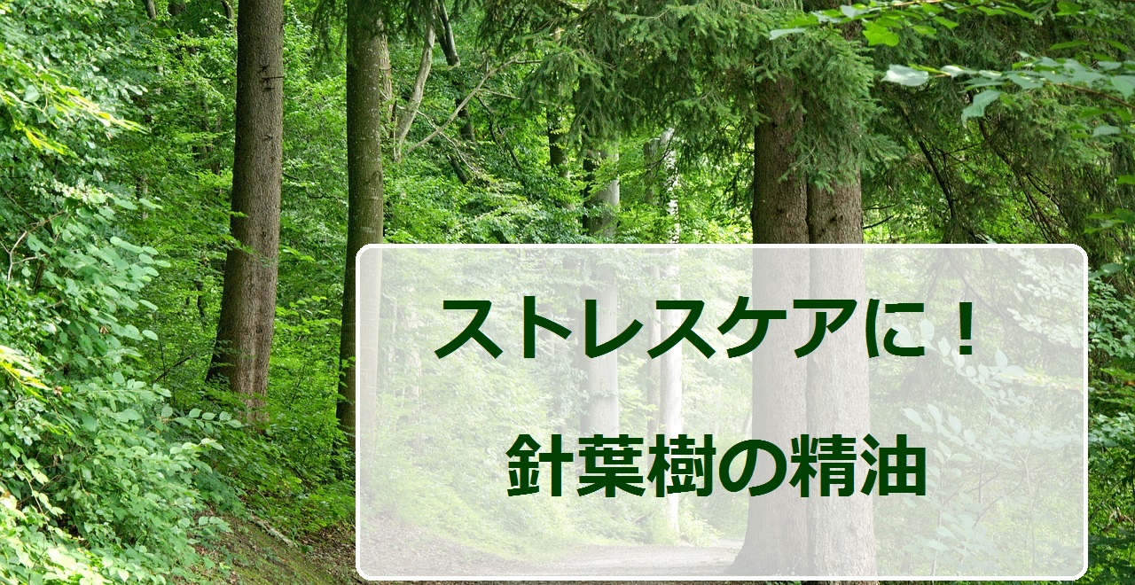 針葉樹の精油がストレスケアに良い３つの理由 サイプレス精油 ジュニパー精油 ブラックスプルース精油 アロマスクールaromatime