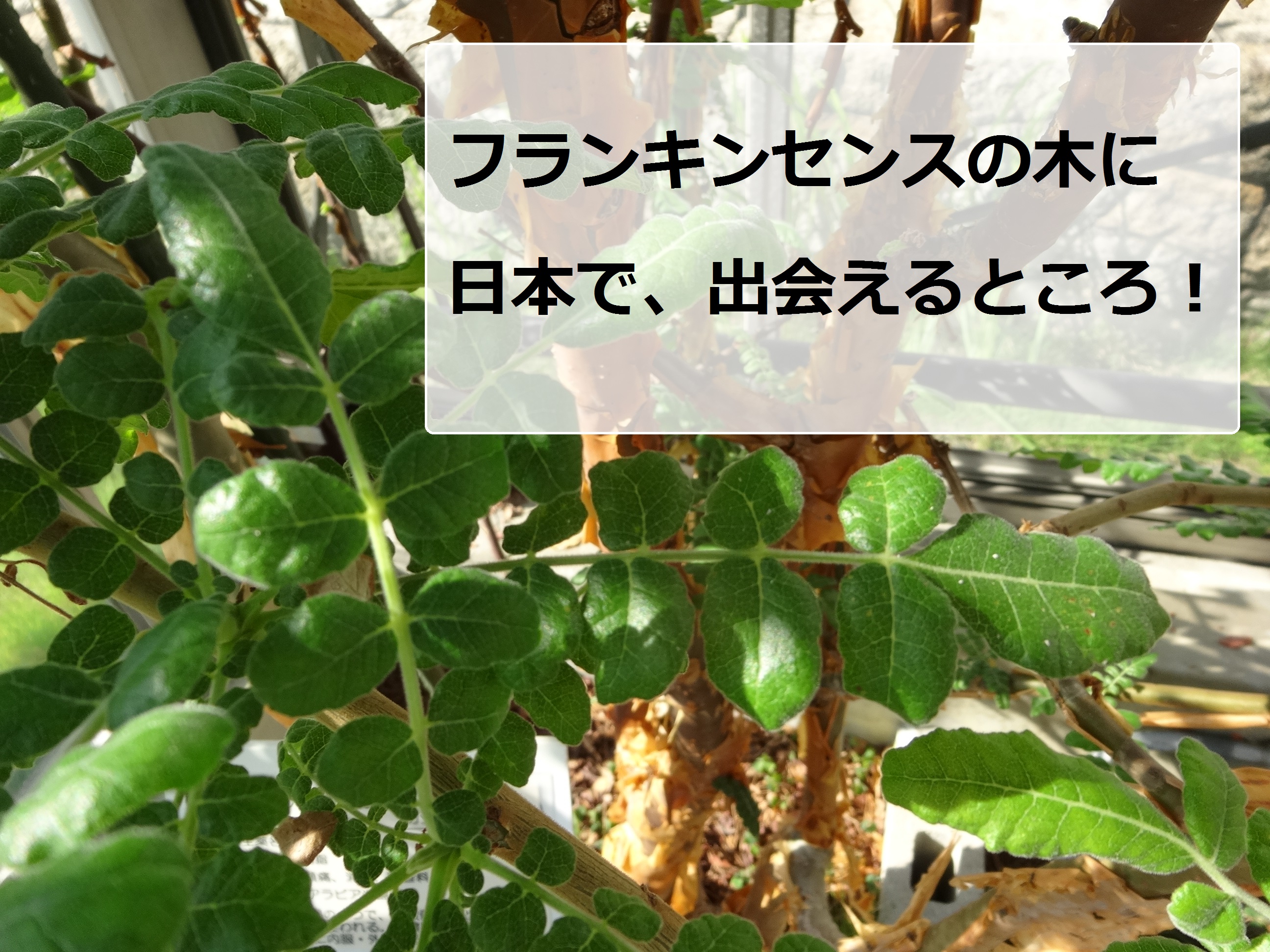 日本で、フランキンセンスの木に会えました！ | アロマスクールAromaTime