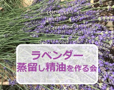 終了 ラベンダーを蒸留し精油を作る会 ゼラニウムも Aromatime部活動 18年6月 アロマスクールaromatime