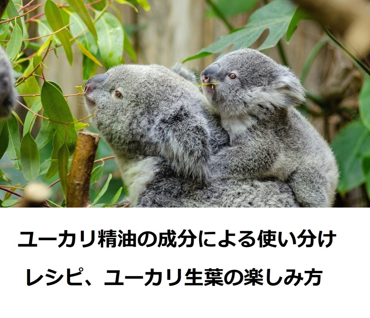 決定版 ユーカリ精油の成分による使い分け レシピ 生葉の楽しみ方を専門家がご紹介 アロマスクールaromatime