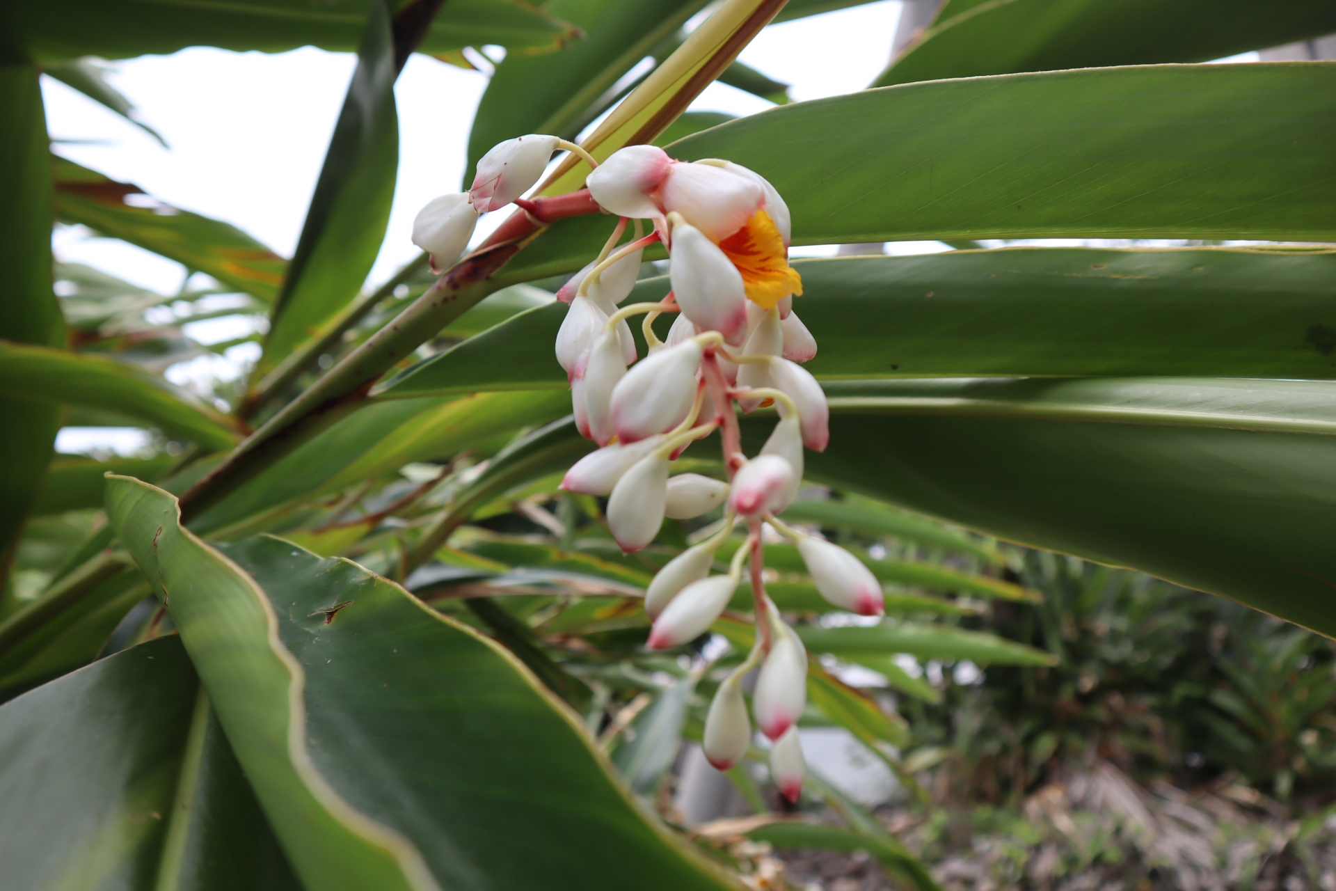 沖縄で月桃を満喫しました♪（月桃のハーブウォーター、ムーチー、月桃茶） | アロマスクールAromaTime